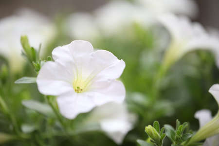white Petunia flower close upの写真素材