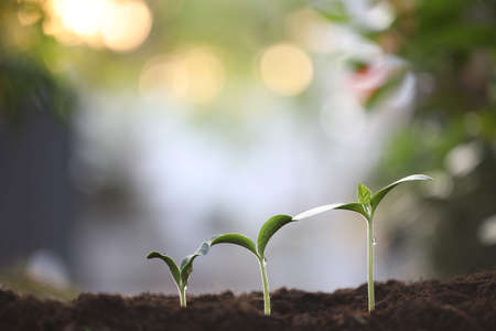 Growing plants with water drop under sunlightの写真素材