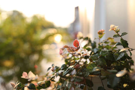 Asiatic Jasmine flower with sunlightの写真素材