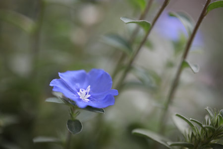Purple Ground morning glory flower closeupの写真素材