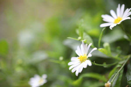 White Daisy flower closeupの写真素材