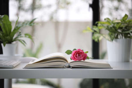 Red rose lay on opened notebook and plant potsの写真素材