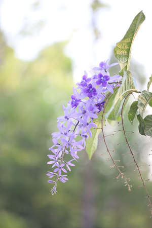 Delicate Purple Wreath flower closeupの写真素材