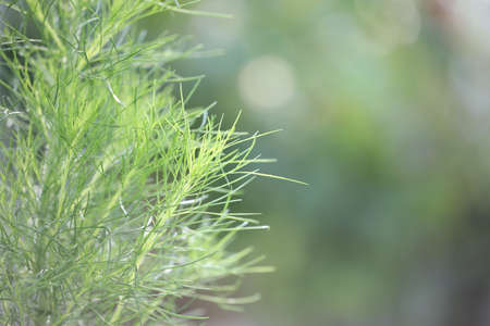 Shatavari green leaf macro closeupの写真素材