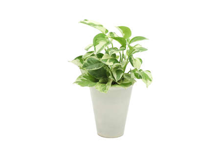 pothos pearls and jade devil ivy plant in white pot with white isolated backgroundの写真素材