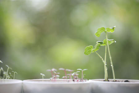Okra Lady's finger vegetable plant leaves growingの写真素材