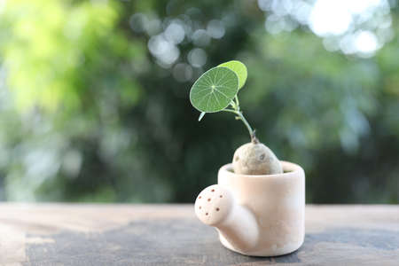 Stephania erecta plant growing in watering can