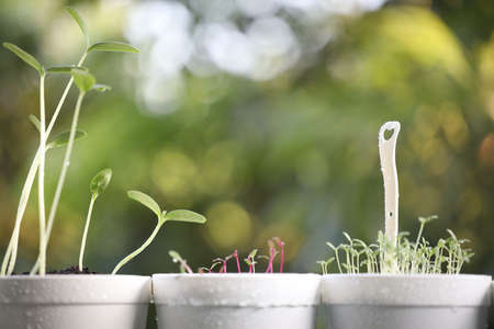 Zucchini vegetable plant growing in white potの写真素材