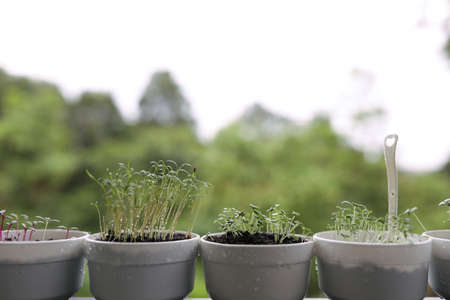 Raw Coriander vegetable plant growingの写真素材