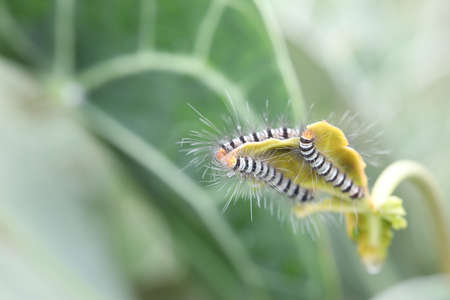 butterfly larvaes caterpillar eating Anthurium Clarinervium leafの写真素材