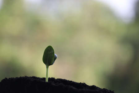 Small Zucchini sprout plant growingの写真素材