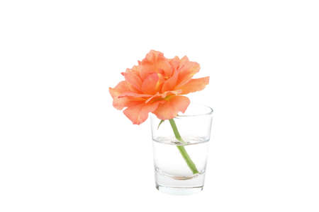 Rose flower in glass cup with white isolatedの写真素材