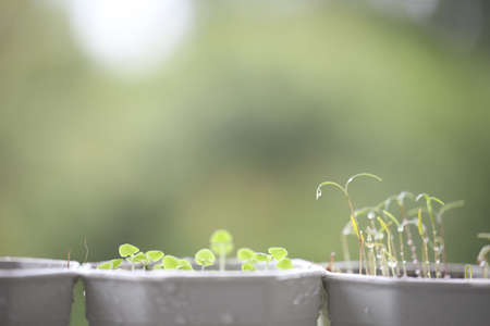Raw Coriander Dill and basil vegetable plant growingの写真素材