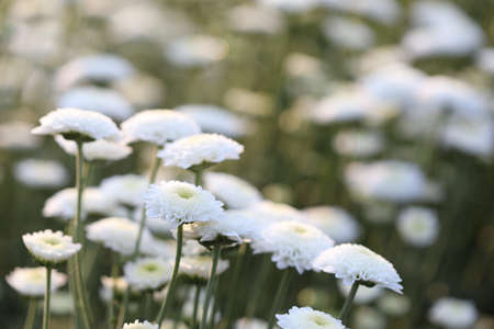 White chrysanthemum in flower fieldの写真素材