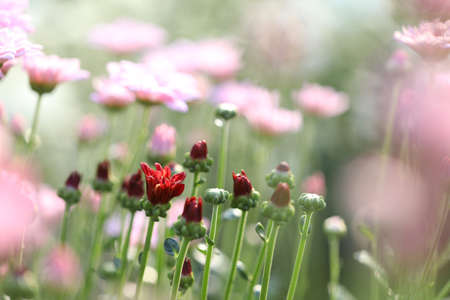 Red and pink chrysanthemum flower