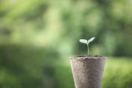 Baby Sun Rose plant growingの写真素材