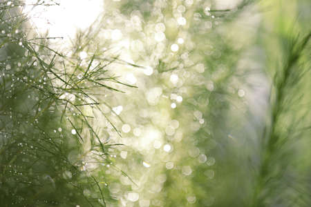 Eupatorium capillifolium Asparagus racemosus Willd leaves with bokehの写真素材