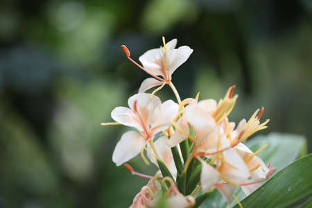 Hedychium coronarium var.chrysoleucum flower closeupの写真素材