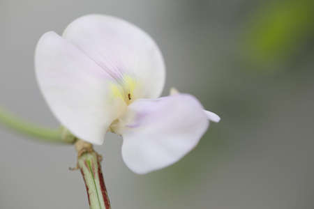 Yardlong bean flower macro closeup