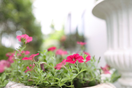 Red Petunia flower macro closeupの写真素材