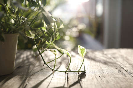 Epipremnum aureum Pearls and Jade Pothos under sunlight on wooden tableの写真素材