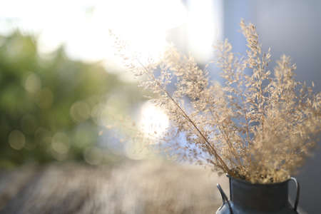 dry grass flower in vase macro closeupの写真素材