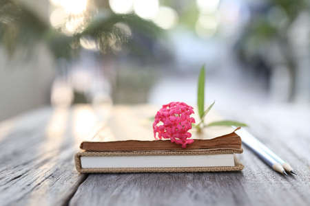 Old vintage book and pink Bush Pentas flowerの写真素材