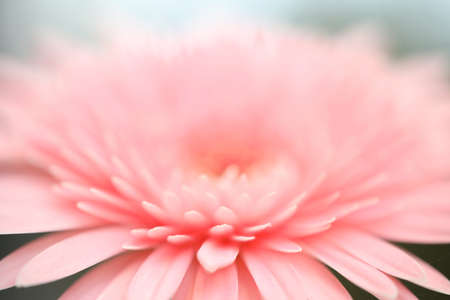 Pink gerbera macro flower delicate closeupの写真素材