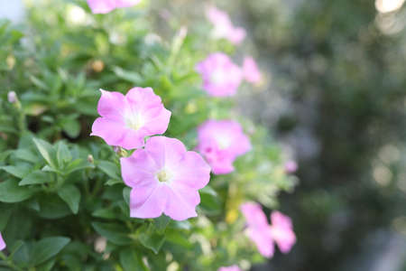 Pink petunia flower at outdoor