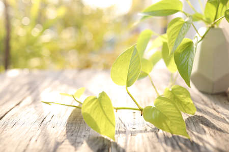 Golden Pothos leaves closeup under sunlightの写真素材