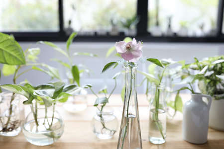 Rose and Green plants in glass vase and pot and cup on brown wooden tableの写真素材