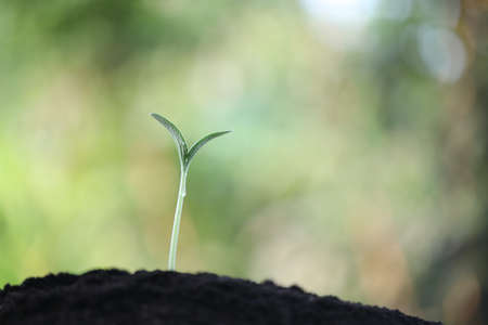Small young plant sprout growingの写真素材