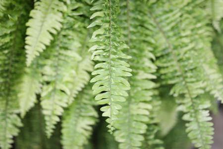 Lush green fern delicate leaves textureの写真素材