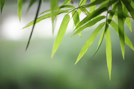 Closeup of green bamboo leavesの写真素材