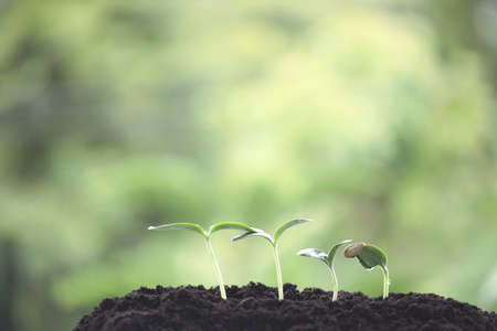 Small plant pumpkin growingの写真素材