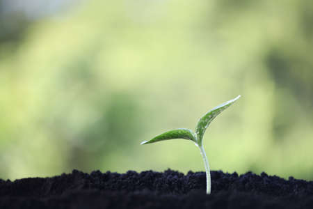 Small plant pumpkin growing up