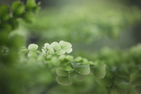 Fern Bush Maidenhair Fern leavesの写真素材