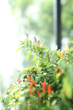 Red and green chili pepper plants closeupの写真素材