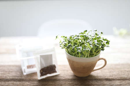 Kaiware sprouted daikon radish sprout growing in coffee cup on wooden tableの写真素材