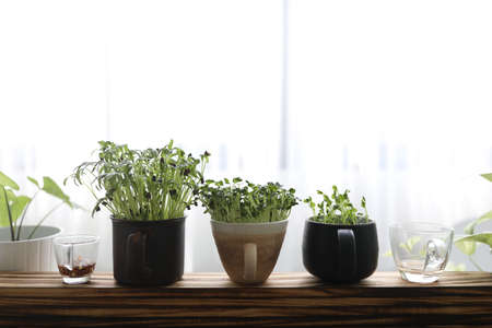 Kaiware tomiao and water spinach sprout indoor vegetable plantingの写真素材