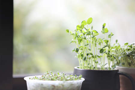 tomiao Kaiware and Alfalfa sprout growing indoor vegetable plantingの写真素材