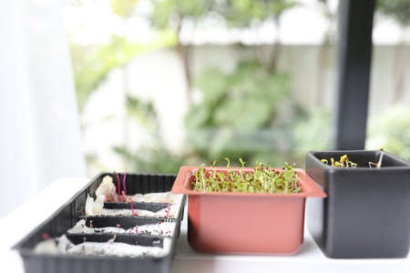 Home indoor micro green vegetables planting Alfalfa and red amaranth