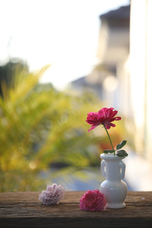 Red rose in a white vase on wooden tableの写真素材