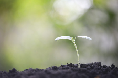 small cucumber sprout plant growing