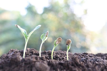small sprout plant growing closeupの写真素材