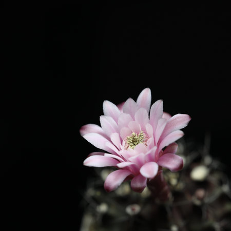 Pink cactus flower macro closeup with black backgroundの写真素材