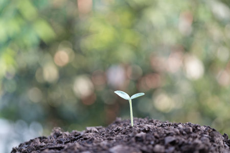 Young small sprout plant growing