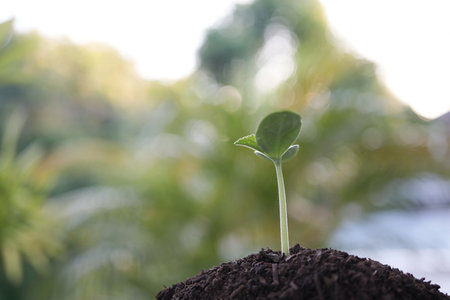 Small tree sprout growing closeupの写真素材