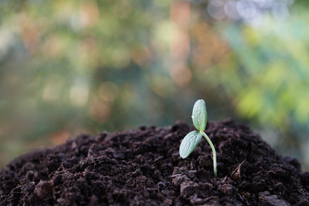 small growing tree sprout closeup
