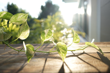 Golden Pothos vines with sunlight on wooden tableの写真素材